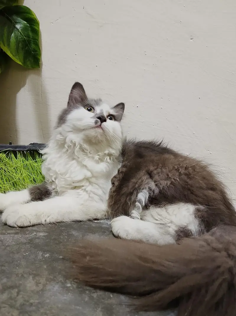 2 cats 3cod female — photo 10