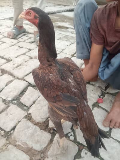 Aseel Sindhi murghi