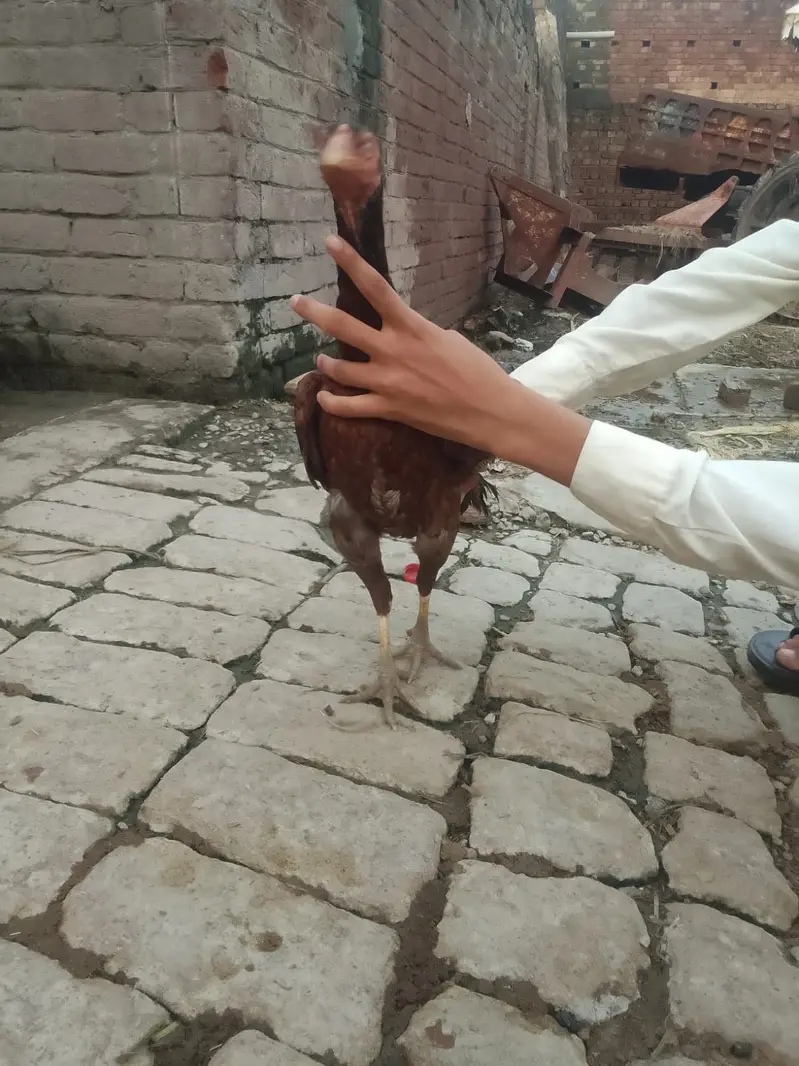 Aseel Sindhi murghi — photo 3