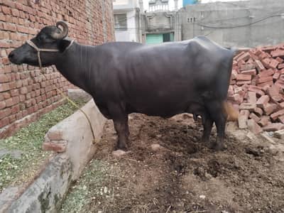 8kg Milk pure Buffalo for sale