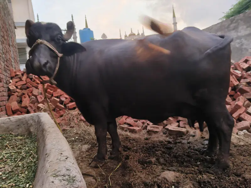 8kg Milk pure Buffalo for sale — photo 2