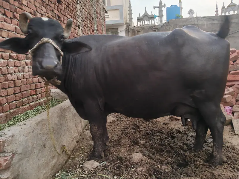 8kg Milk pure Buffalo for sale — photo 3