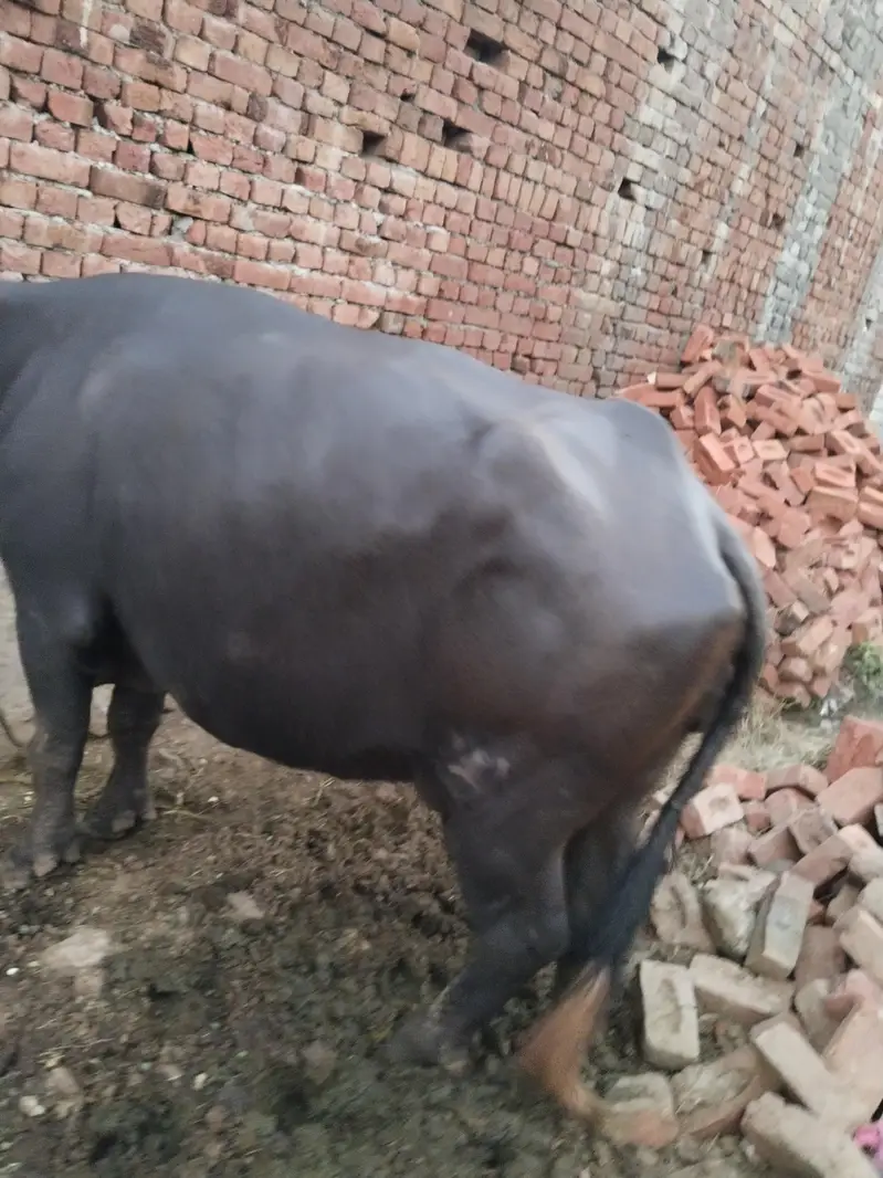 8kg Milk pure Buffalo for sale — photo 4