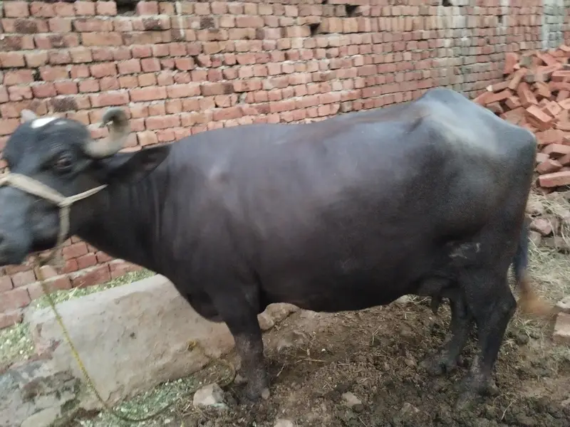8kg Milk pure Buffalo for sale — photo 5