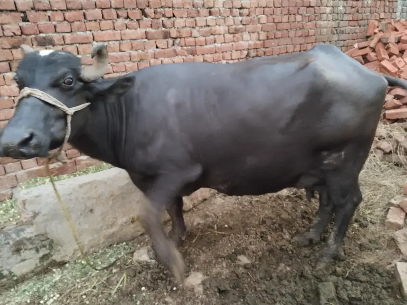 8kg Milk pure Buffalo for sale — photo 6
