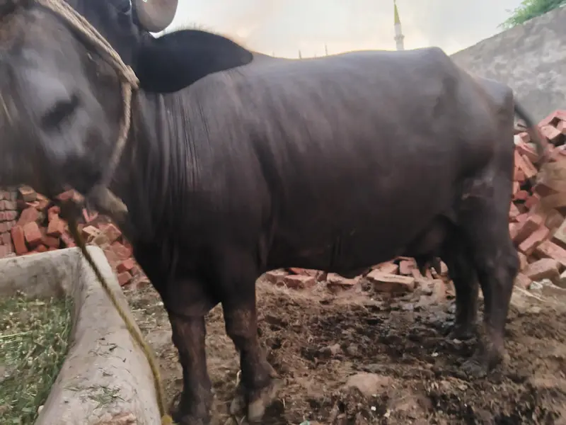 8kg Milk pure Buffalo for sale — photo 7