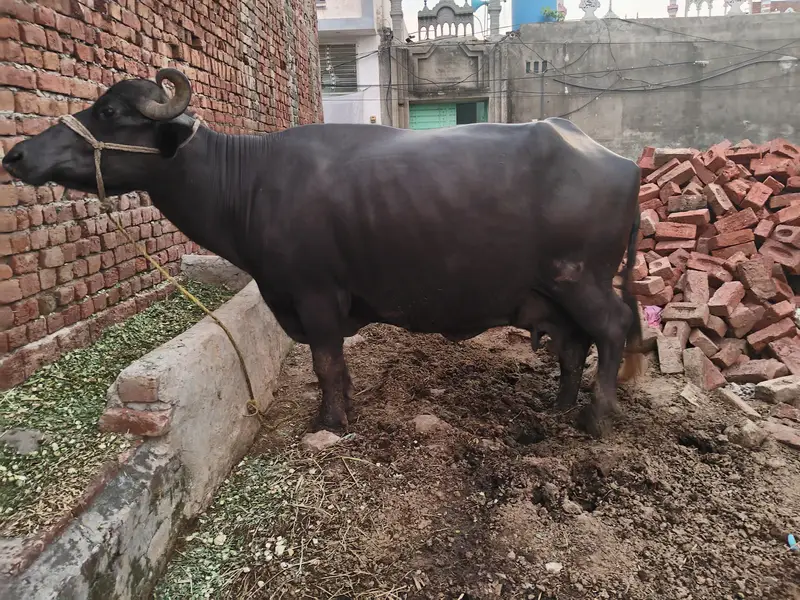 8kg Milk pure Buffalo for sale — photo 8