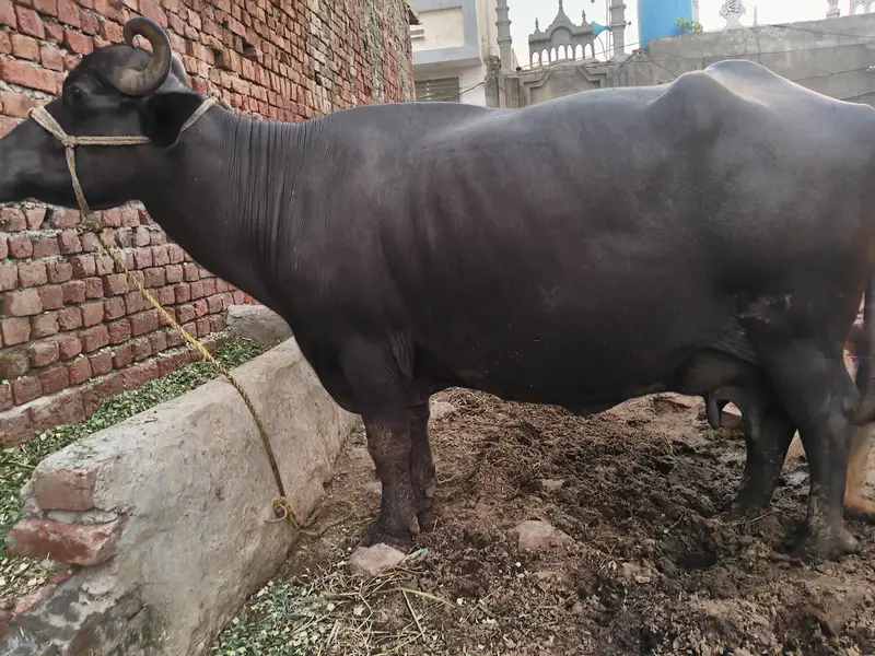 8kg Milk pure Buffalo for sale — photo 9