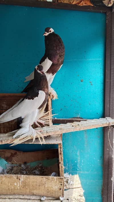 magpie