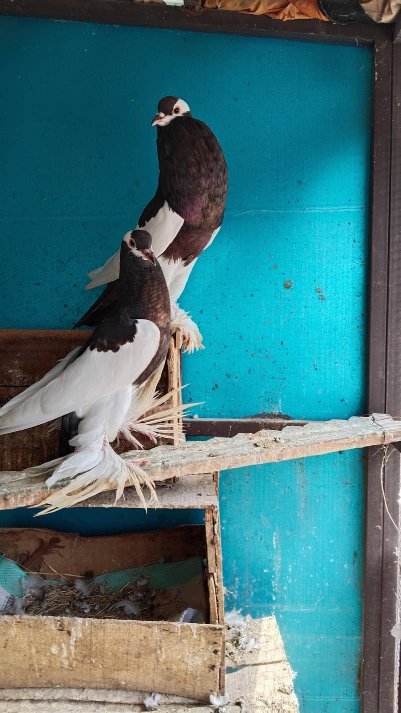 magpie 0
