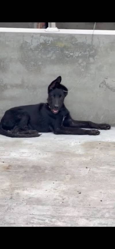 Black German shepherd urgent sale