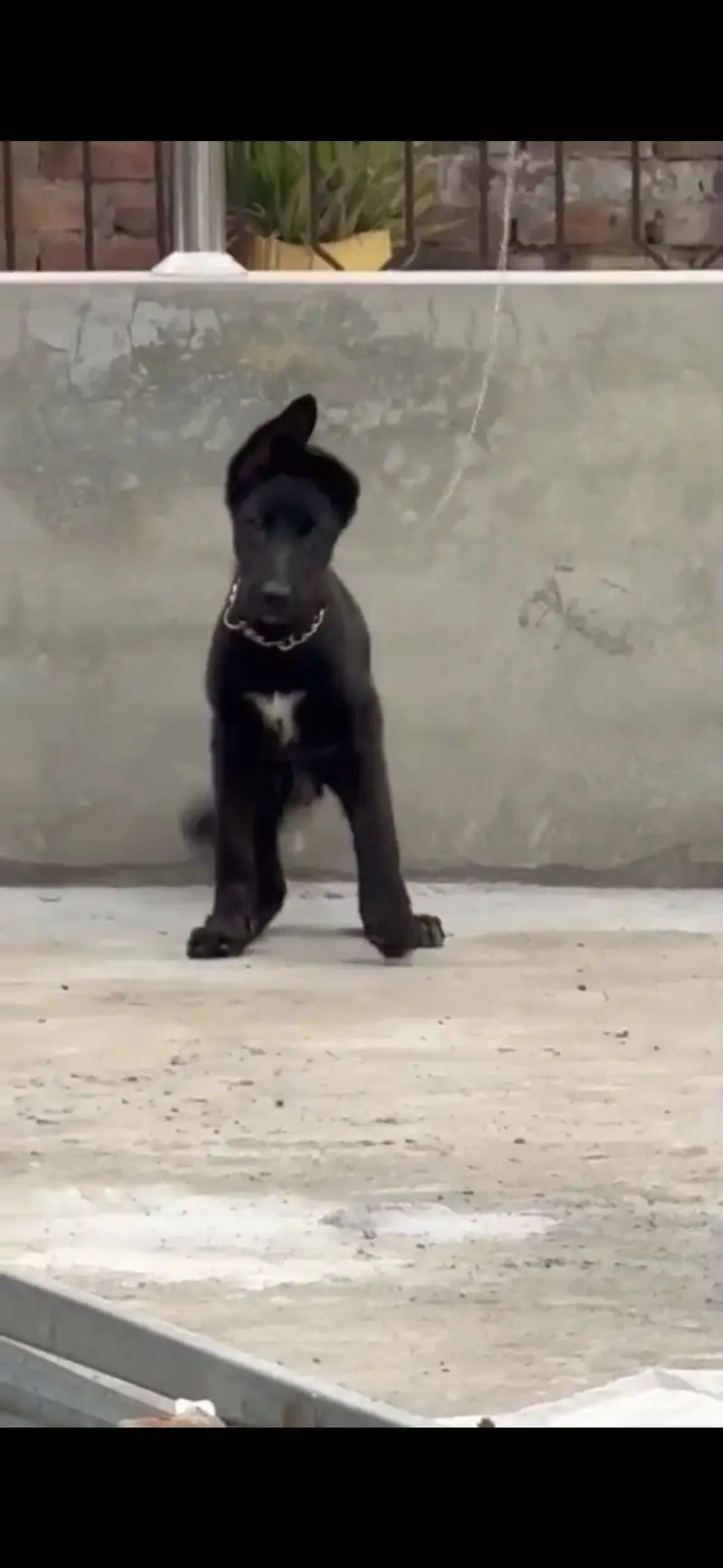 Black German shepherd urgent sale — photo 2