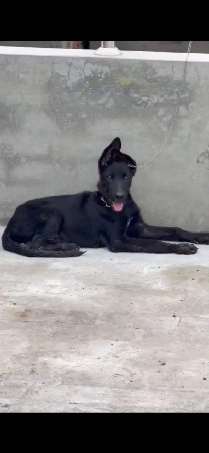 Black German shepherd urgent sale — photo 3