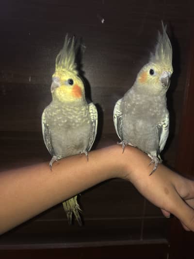 Tame pearl cocktail