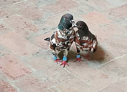 Black Pishori Breeder pair.