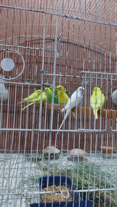 Australian parrots /budgies