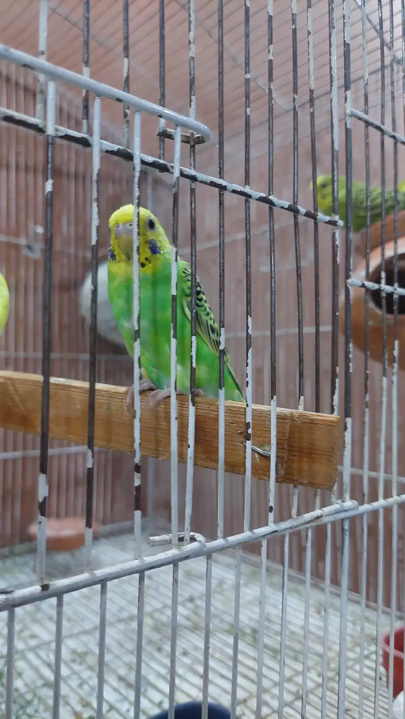 Australian parrots /budgies — photo 2
