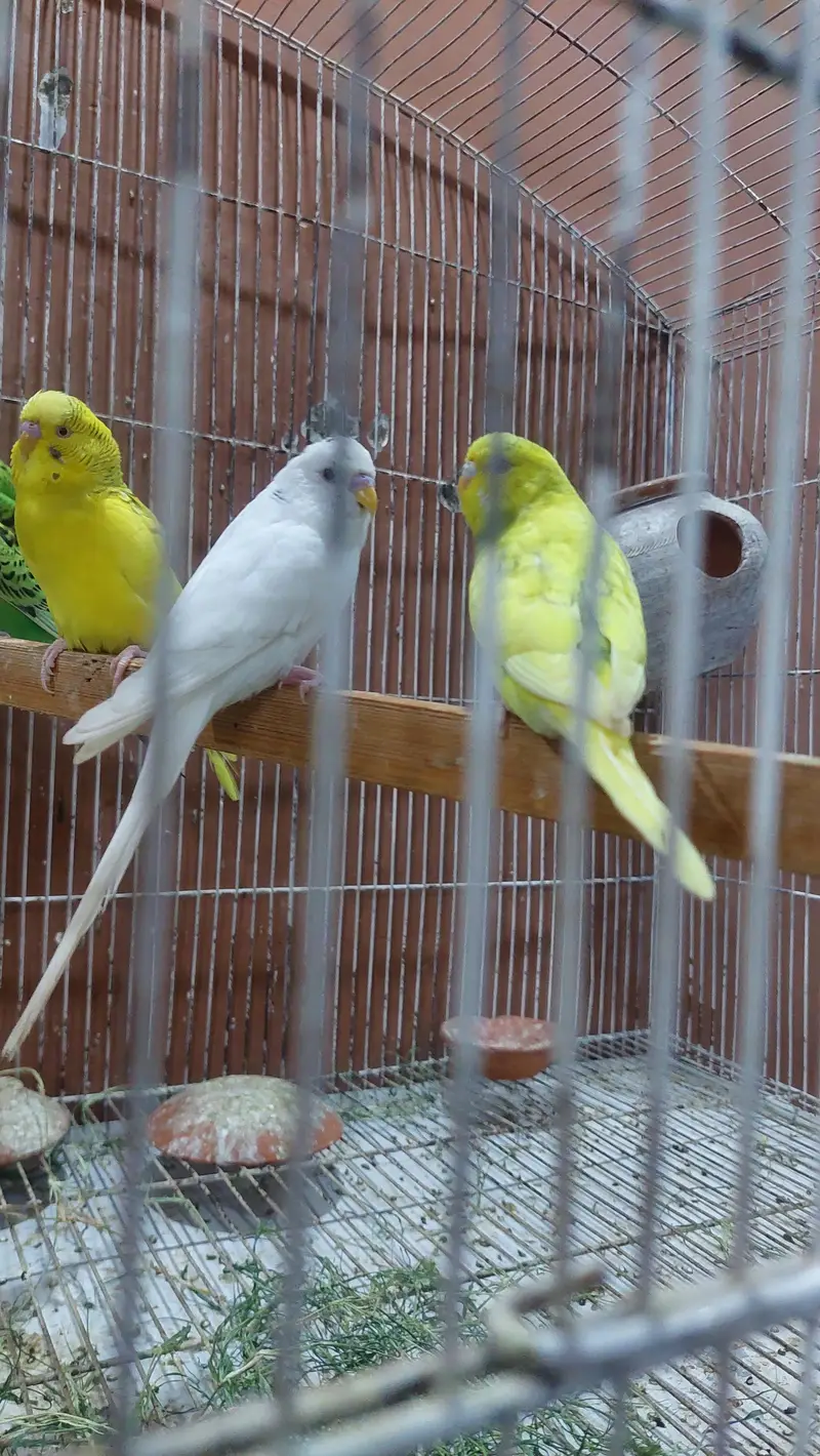 Australian parrots /budgies — photo 3