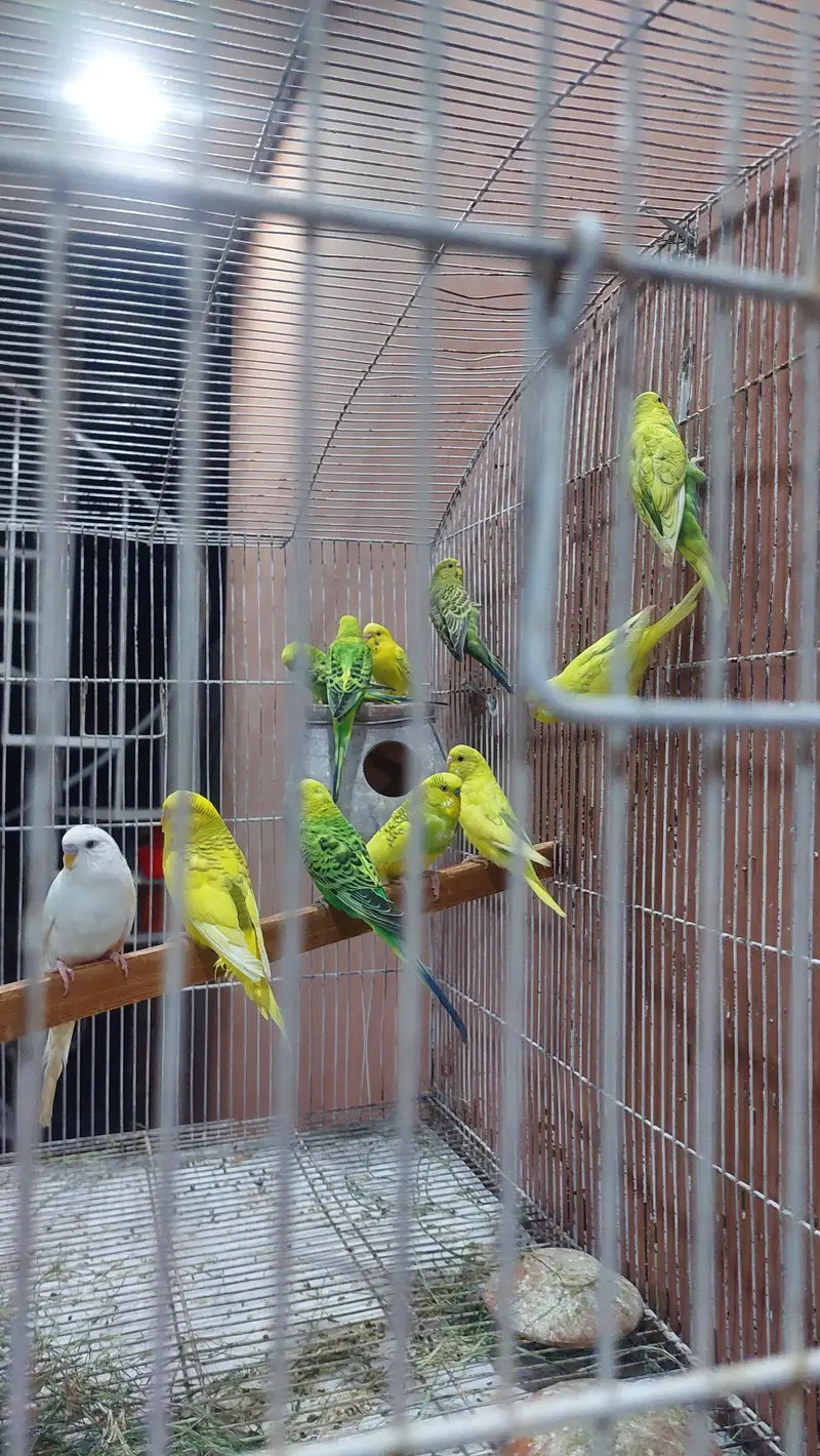 Australian parrots /budgies — photo 4