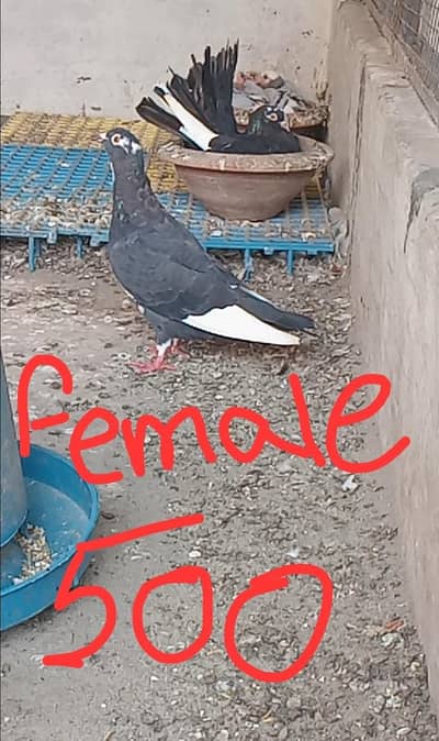 Mix pigeons 0326/7678/540