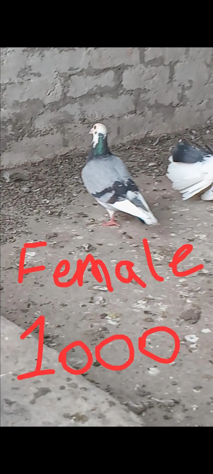 Mix pigeons 0326/7678/540 — photo 3