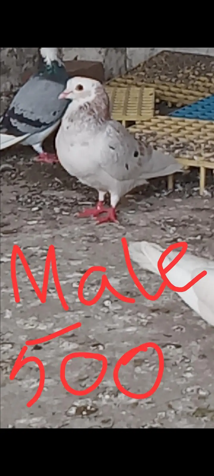 Mix pigeons 0326/7678/540 — photo 4