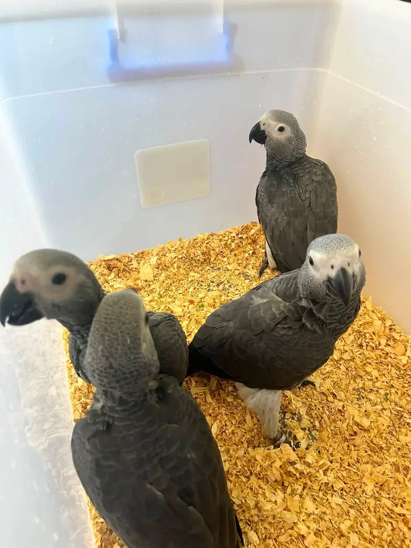 African grey parrot chicks for sale 03707110419 — photo 2