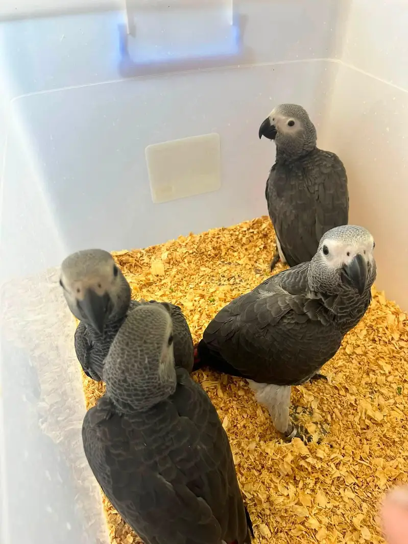 African grey parrot chicks for sale 03707110419 — photo 3