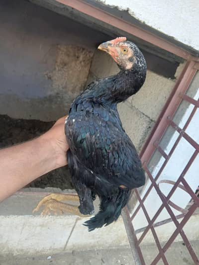 Aseel lasani patha
