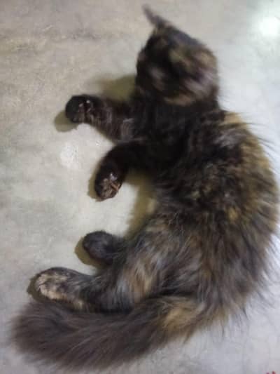 black persian