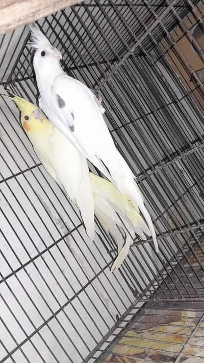 Cocktail breeder pair for sale (split fellow)