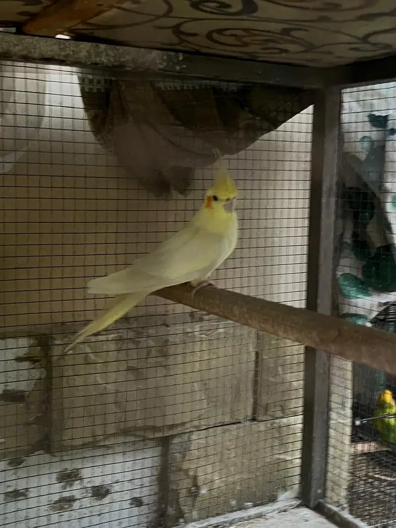Cocktail breeder pair for sale (split fellow) — photo 2