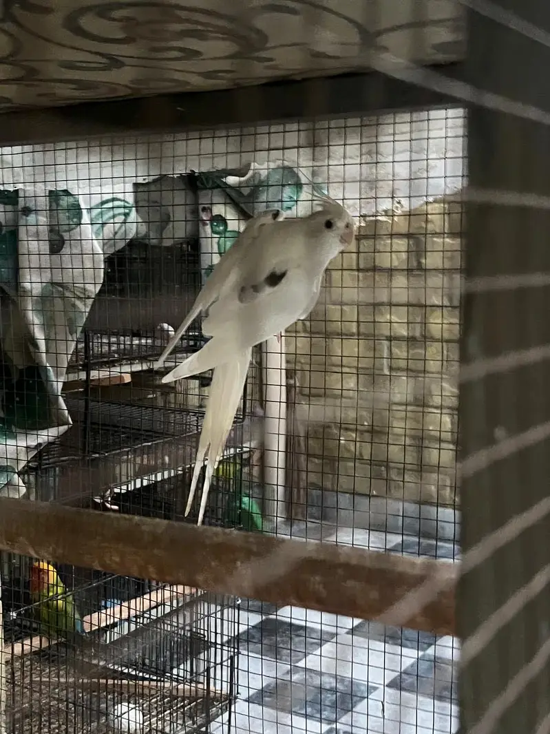 Cocktail breeder pair for sale (split fellow) — photo 3