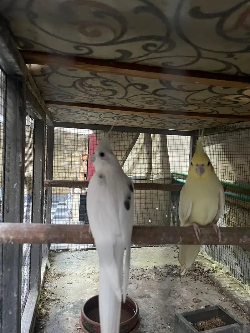 Cocktail breeder pair for sale (split fellow) — photo 4
