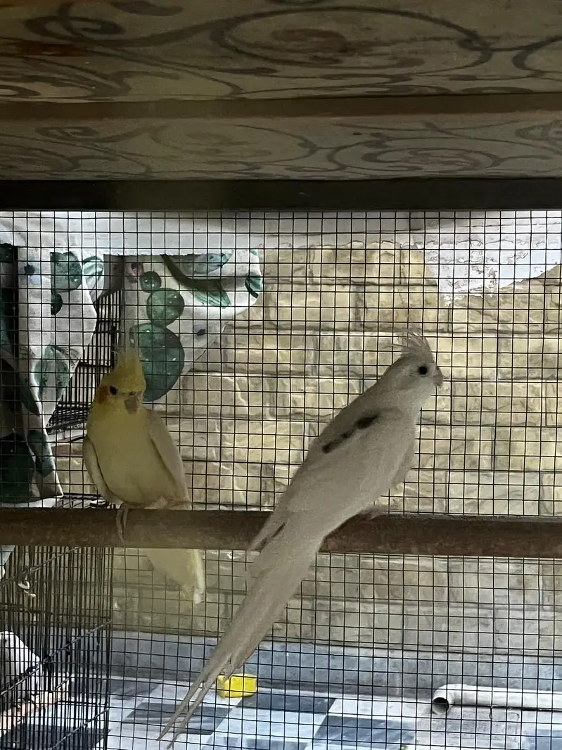 Cocktail breeder pair for sale (split fellow) — photo 5