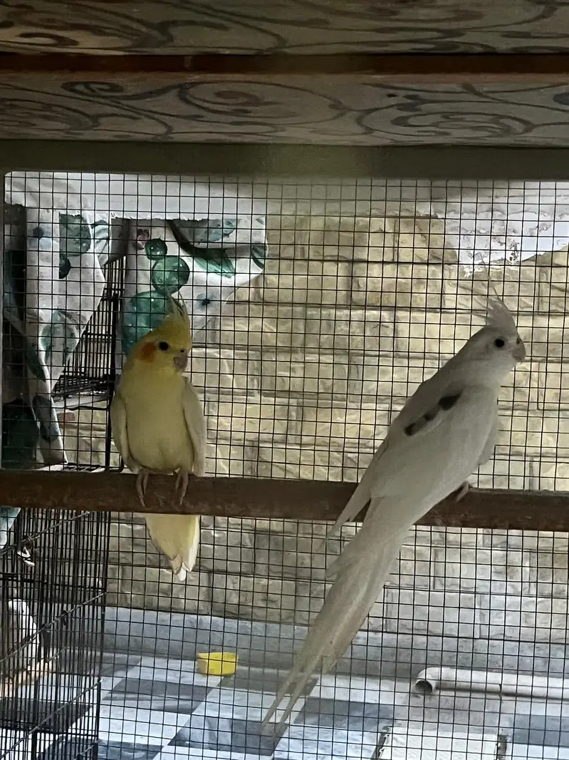 Cocktail breeder pair for sale (split fellow) — photo 6