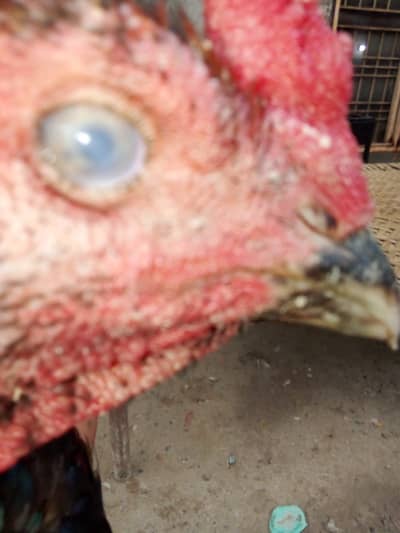 Aseel waleti cross hen