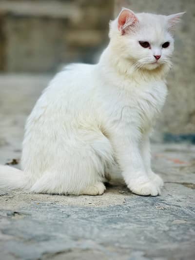 Beautiful White Female Cat for Sale - 8 Years Old