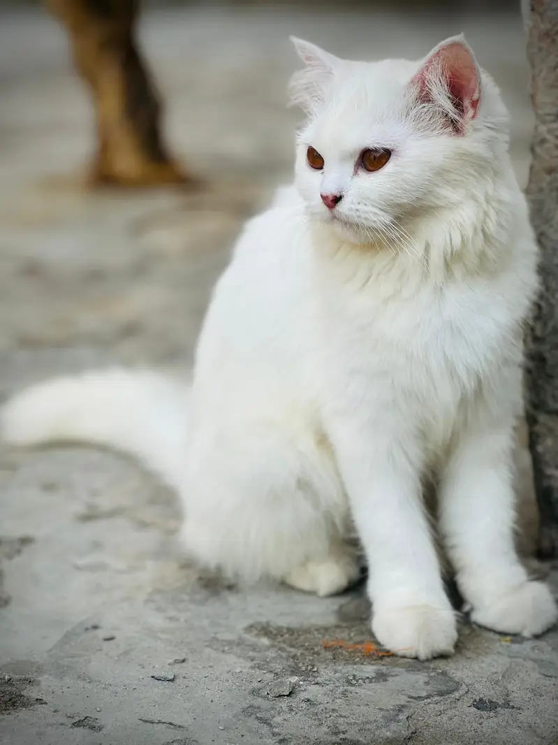 Beautiful White Female Cat for Sale - 8 Years Old — photo 2