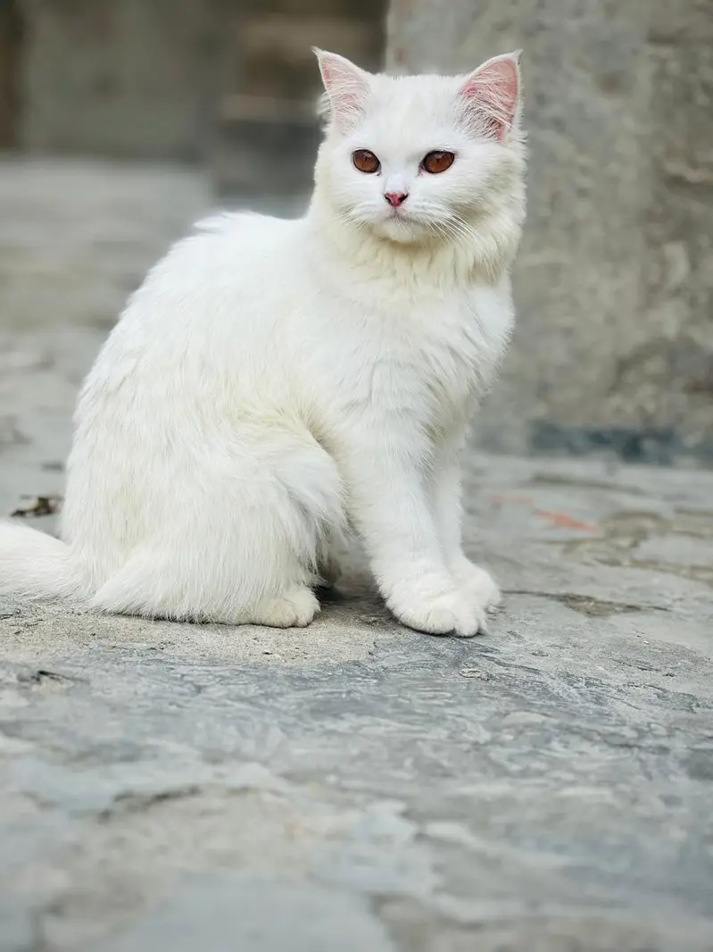 Beautiful White Female Cat for Sale - 8 Years Old — photo 3