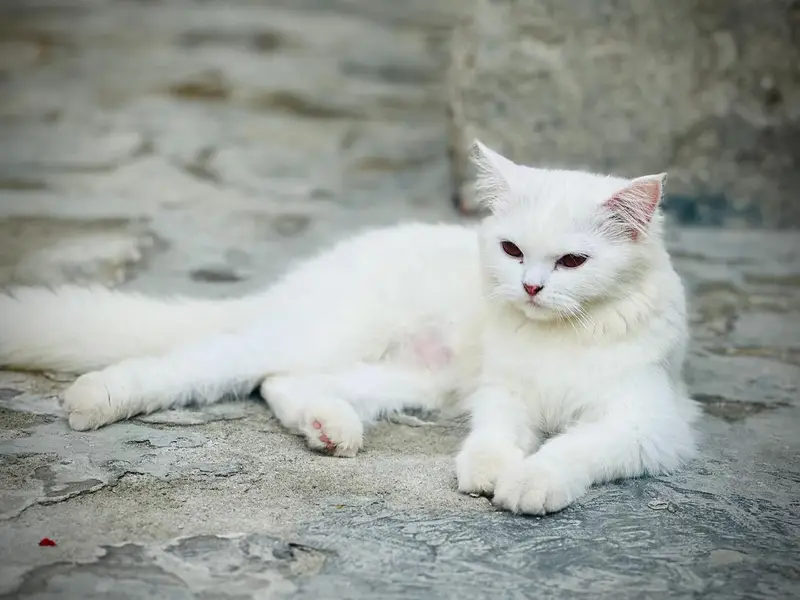Beautiful White Female Cat for Sale - 8 Years Old — photo 4