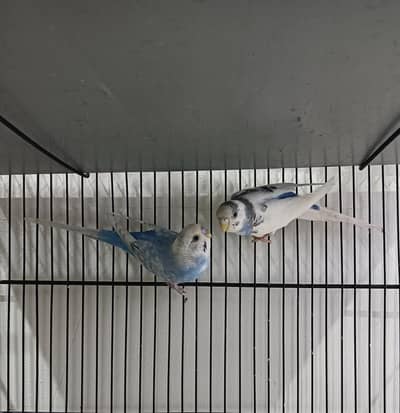 Australian budgies