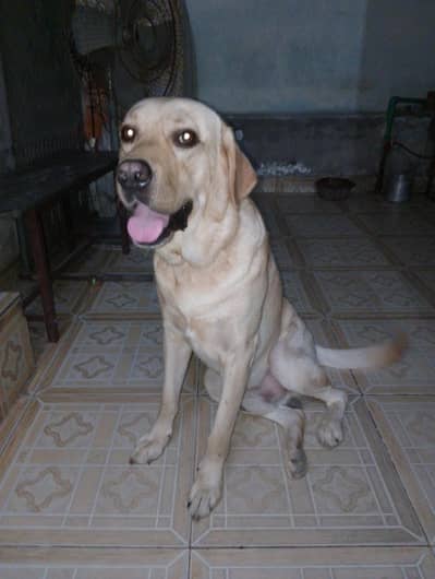 Labrador lavel dog