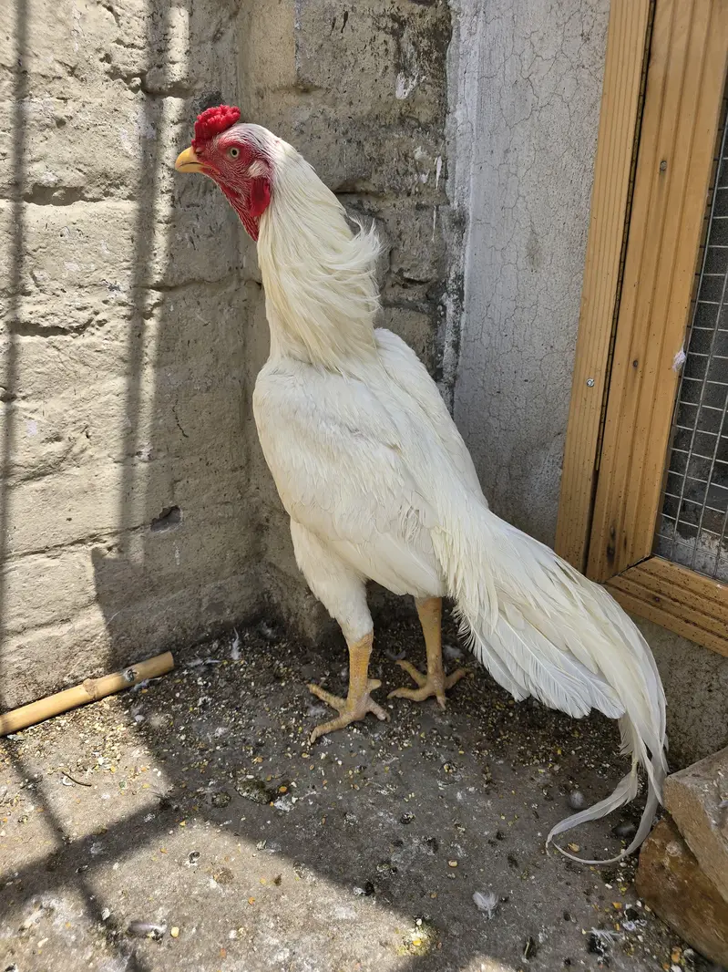 heera patha 4 sale — photo 2