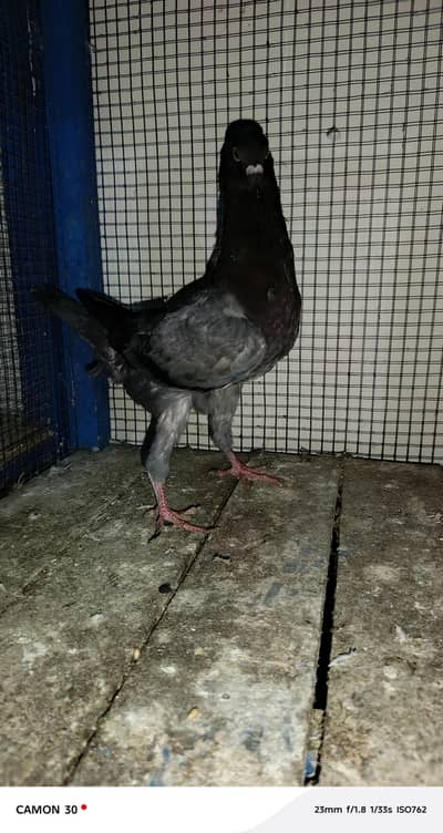 Molties Male Available