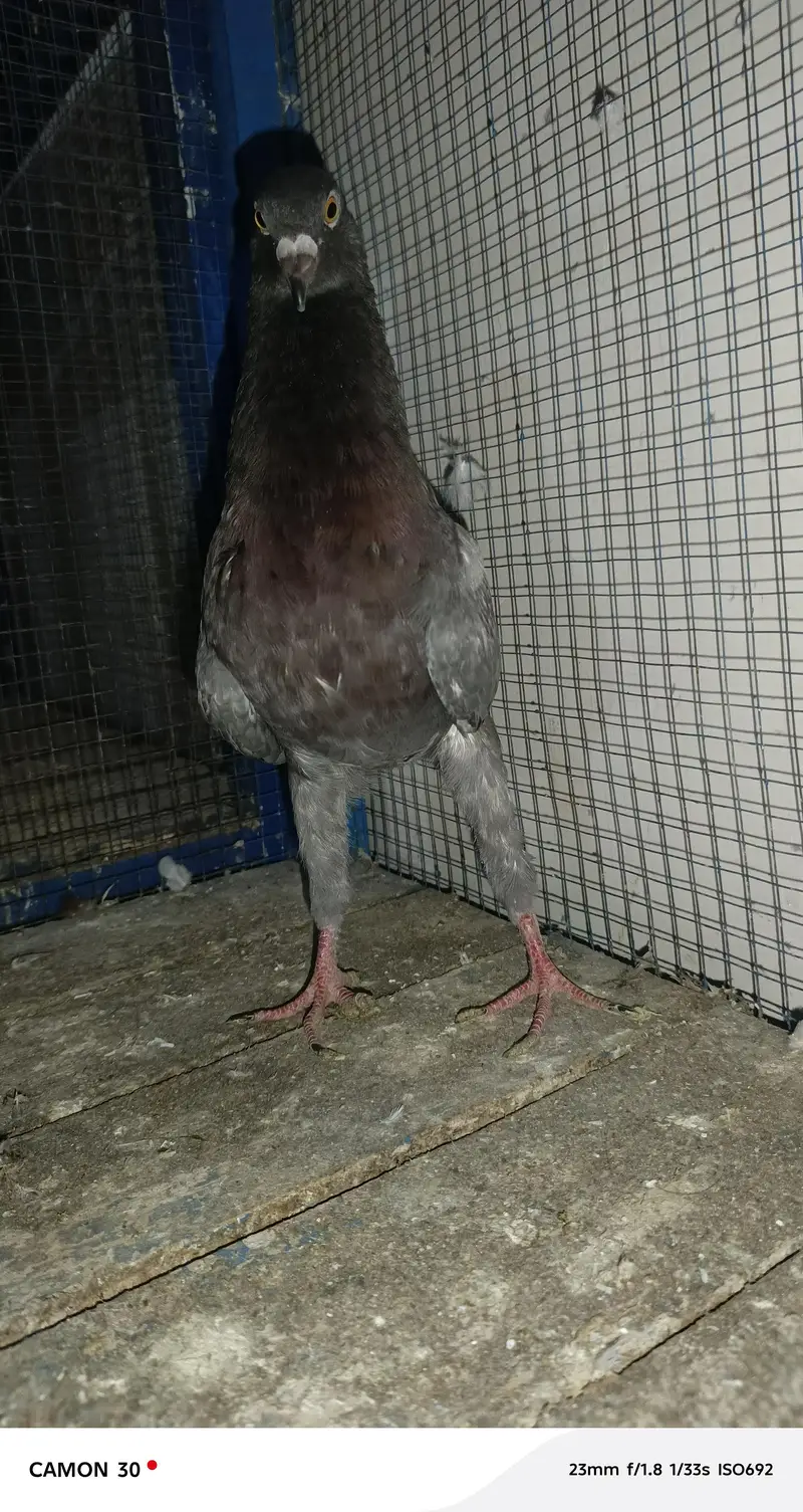 Molties Male Available — photo 2