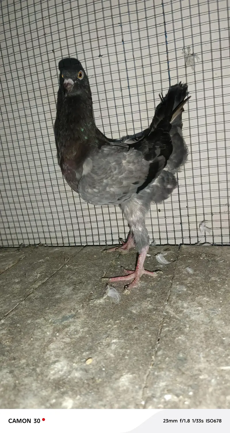 Molties Male Available — photo 3