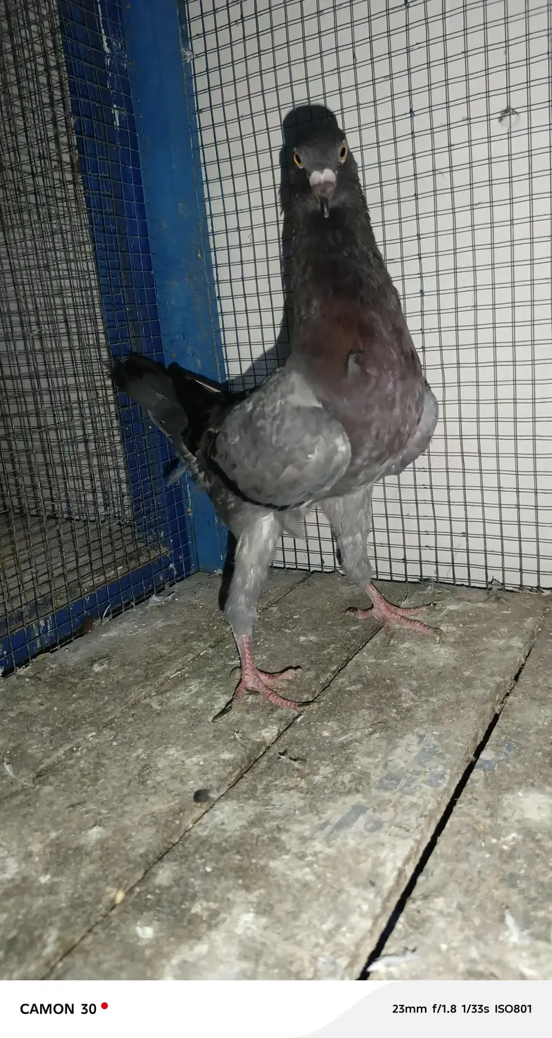 Molties Male Available — photo 4