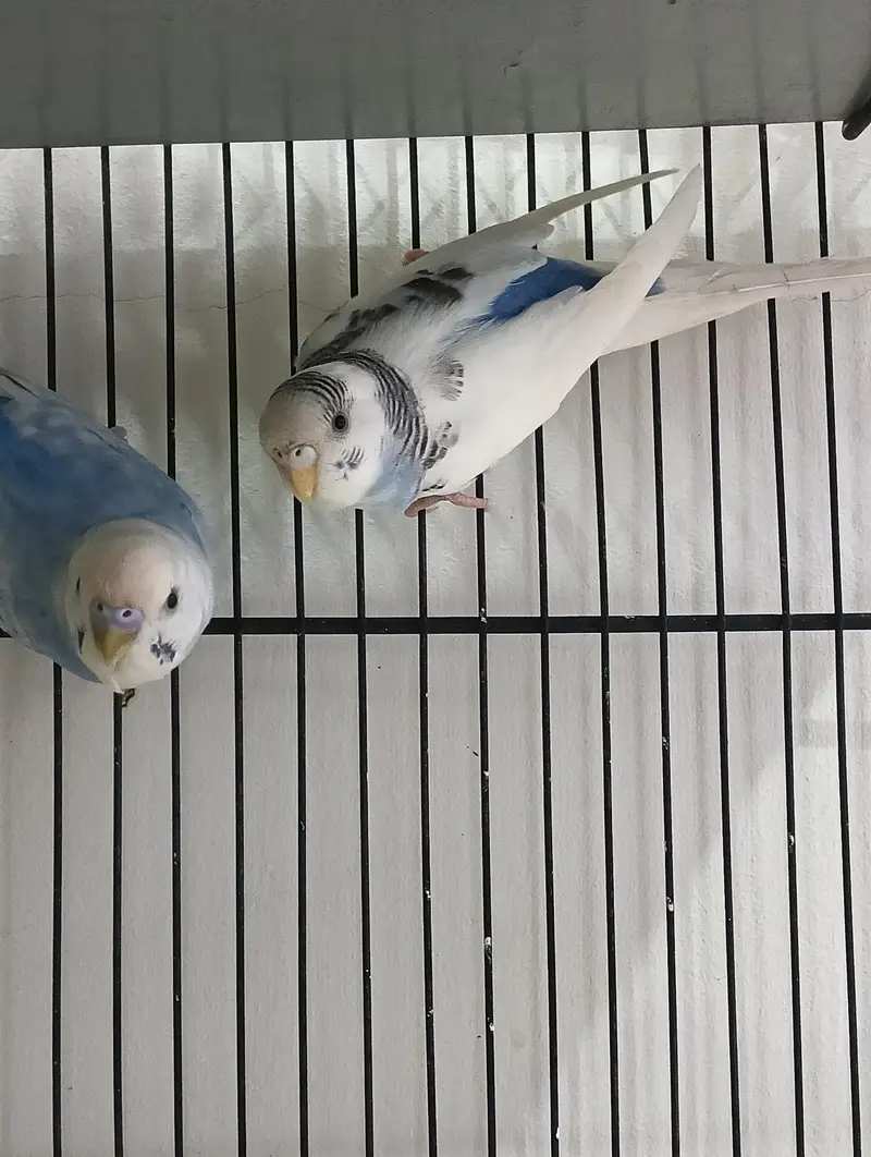 Australian budgies — photo 4