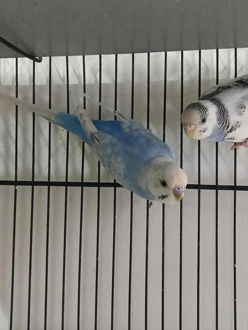 Australian budgies — photo 5